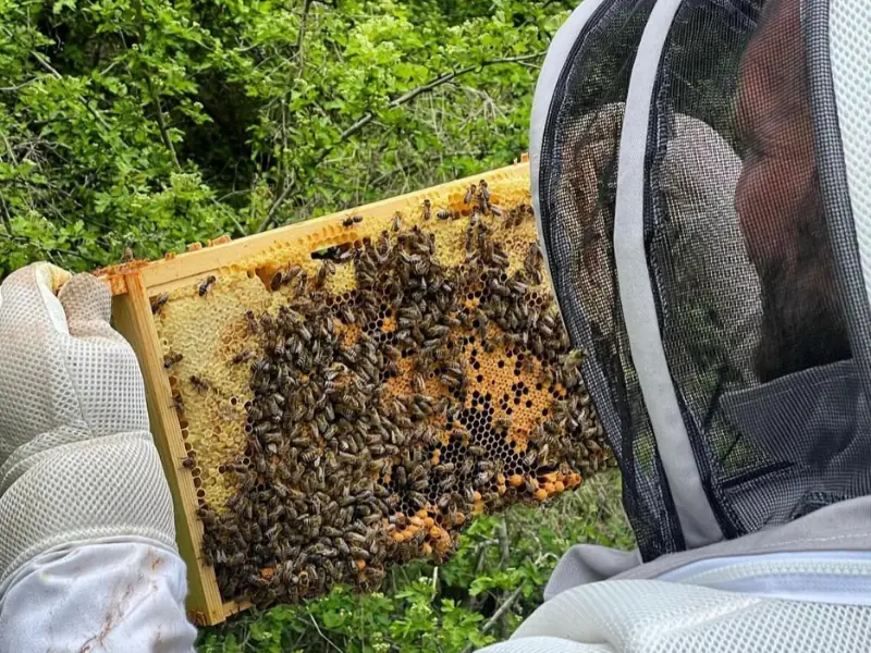 Matt Pritchard holding a frame from one of the beehives