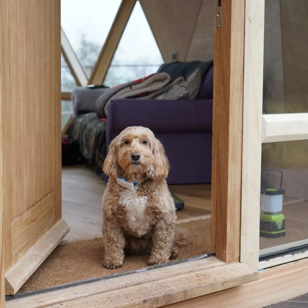 A dog sitting in the doorway of the Nova Dome